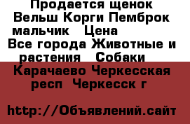 Продается щенок Вельш Корги Пемброк мальчик › Цена ­ 65 000 - Все города Животные и растения » Собаки   . Карачаево-Черкесская респ.,Черкесск г.